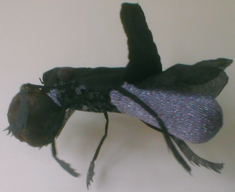 Image of the dung beetle