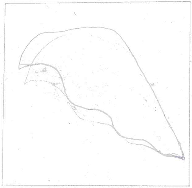 pencil sketch of the leaf within rectangle